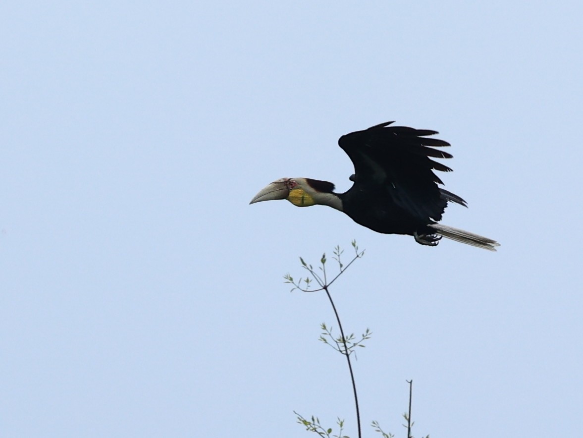 Wreathed Hornbill - ML597296751