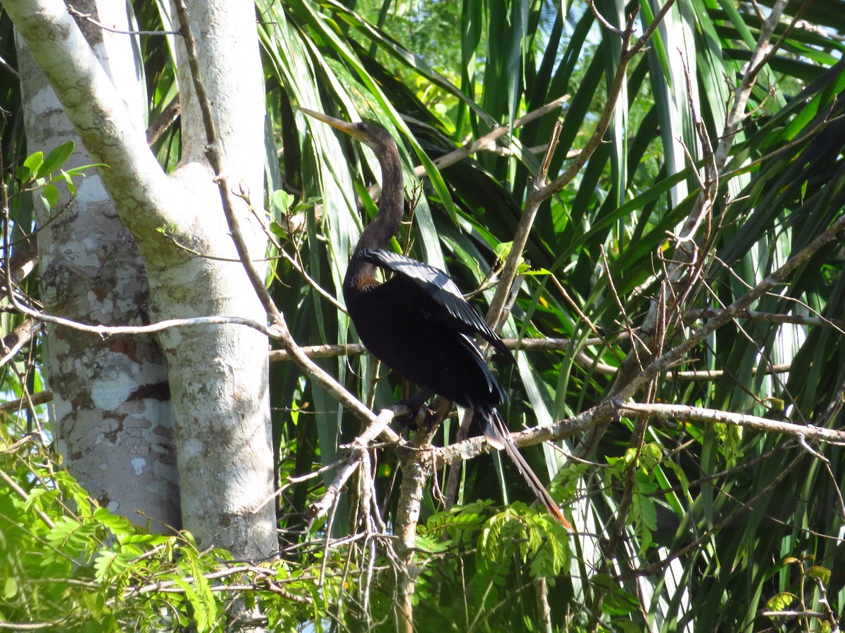 Anhinga - maicol gonzalez guzman