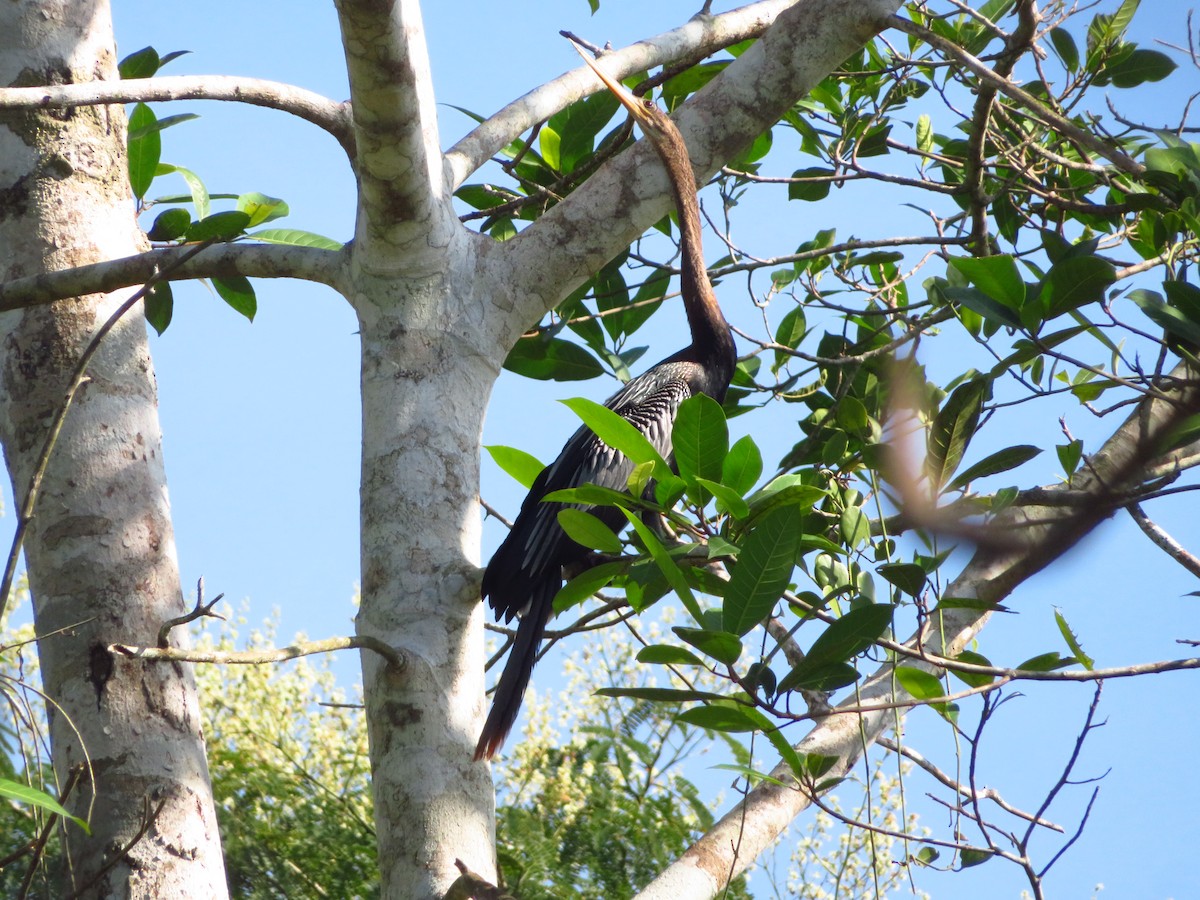 Anhinga - maicol gonzalez guzman