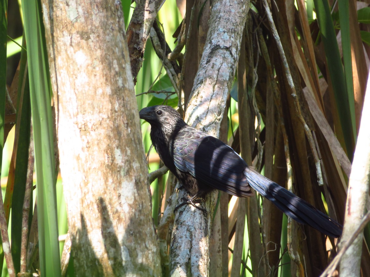 Groove-billed Ani - ML597297061