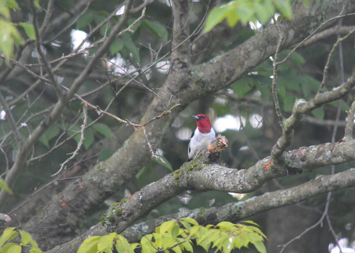 Pic à tête rouge - ML597297101