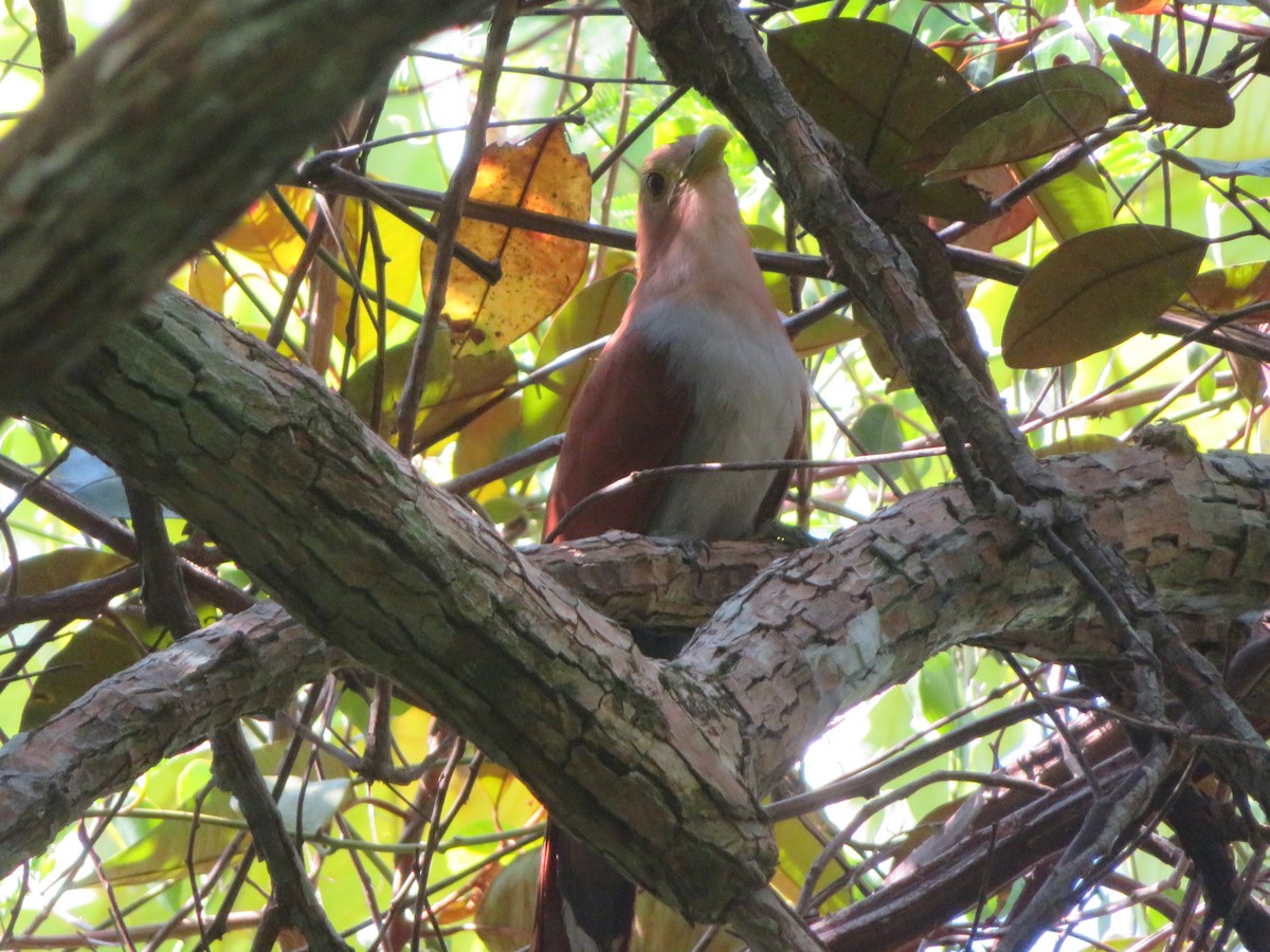 Squirrel Cuckoo - maicol gonzalez guzman
