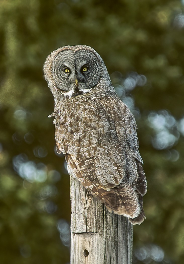 Great Gray Owl - ML597297751