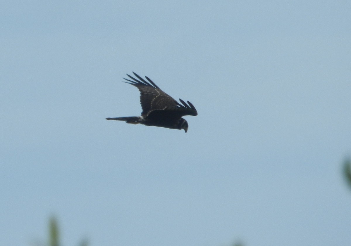 Long-winged Harrier - ML597298851