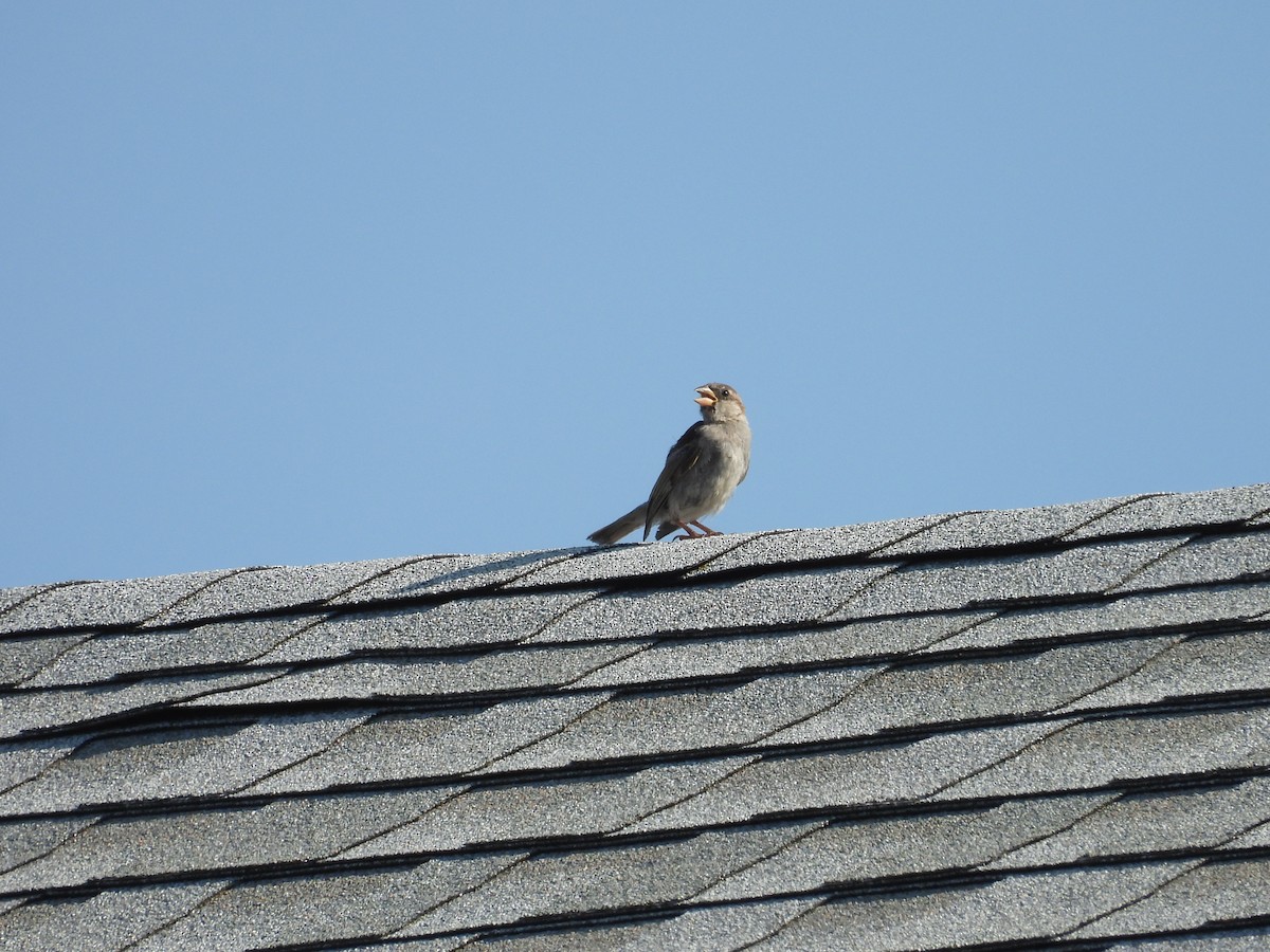 House Sparrow - ML597298881