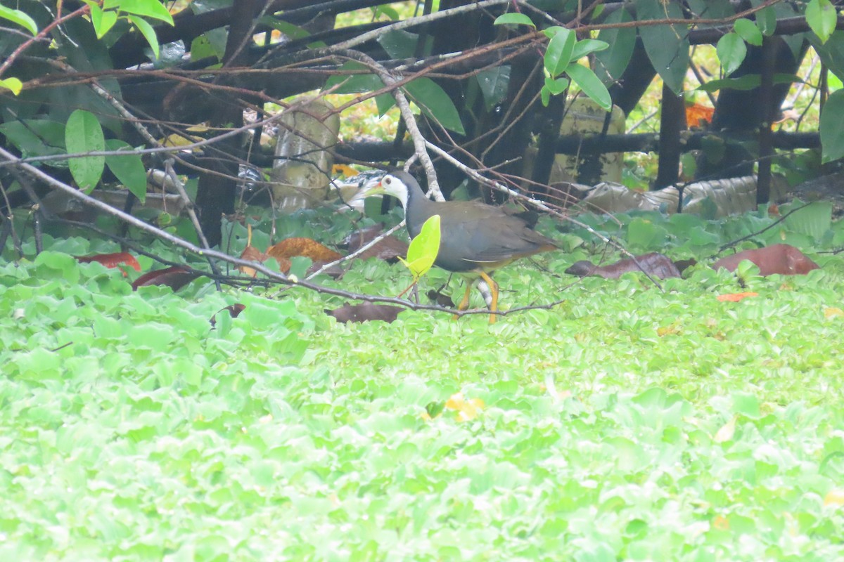 White-breasted Waterhen - ML597299081