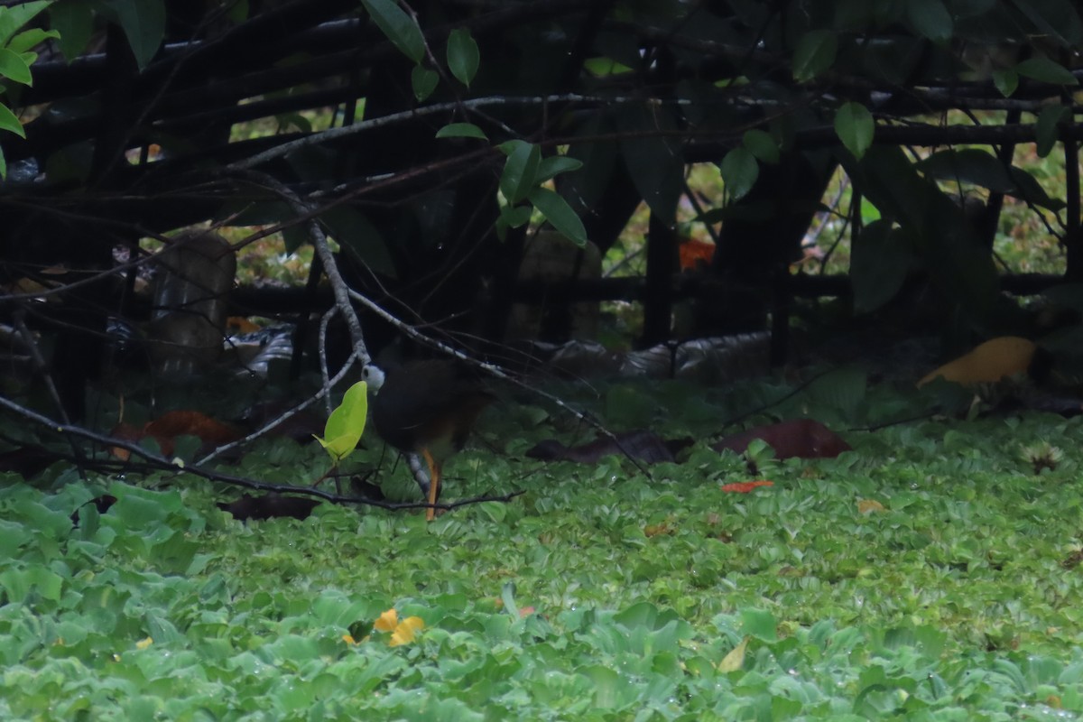 White-breasted Waterhen - ML597299091