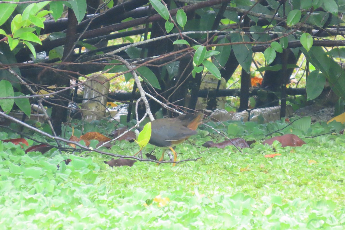 White-breasted Waterhen - ML597299101