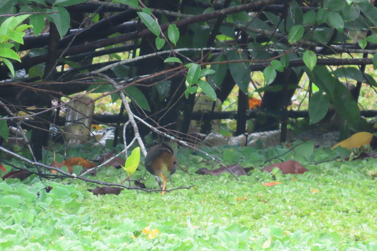 White-breasted Waterhen - ML597299111