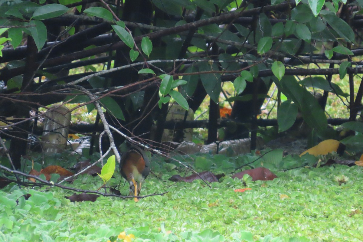 White-breasted Waterhen - Navaneeth Sini George