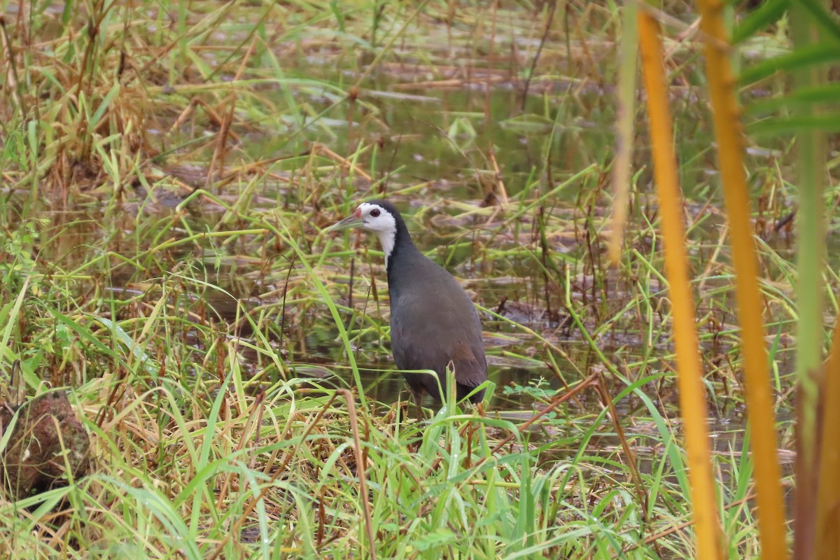 White-breasted Waterhen - ML597299131