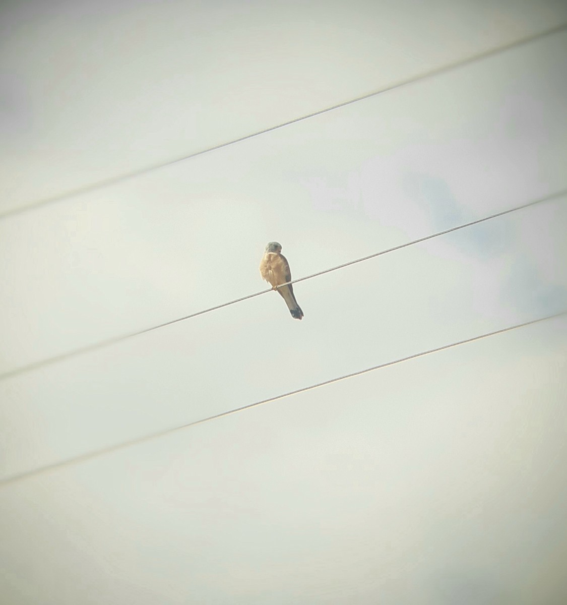 Lesser Kestrel - Elman İmanov