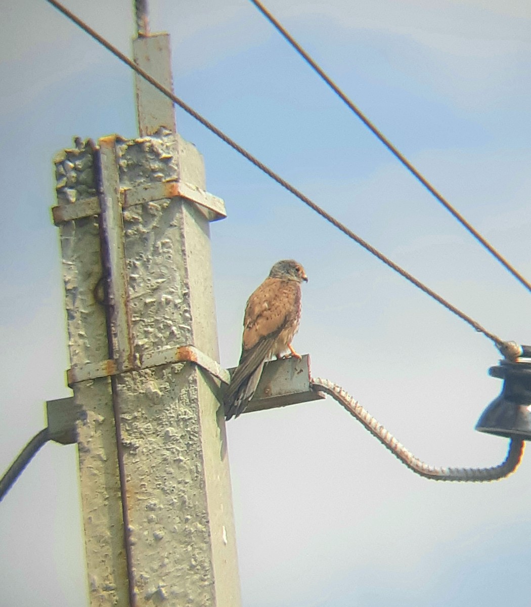 Eurasian Kestrel - ML597299331