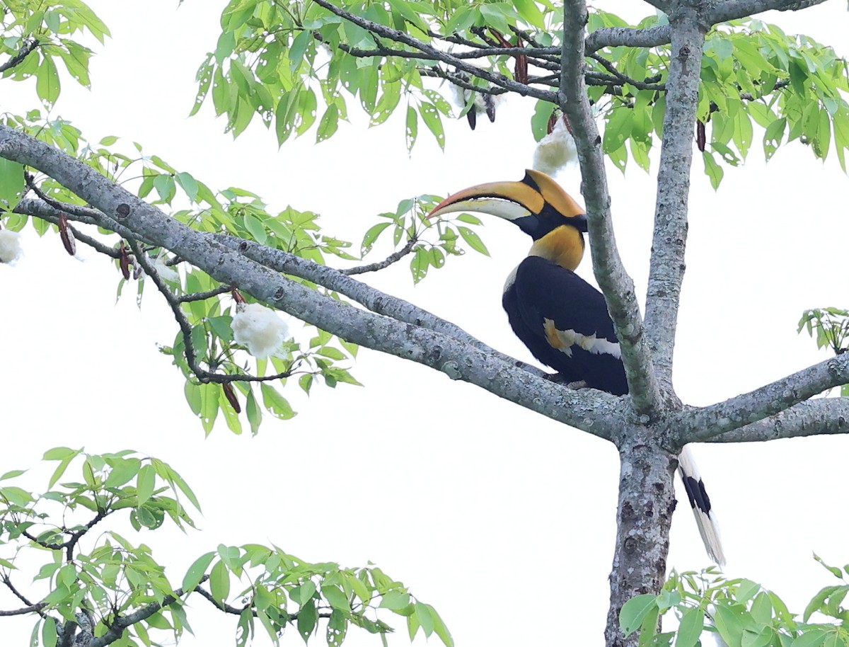 Great Hornbill - Vijaya Lakshmi