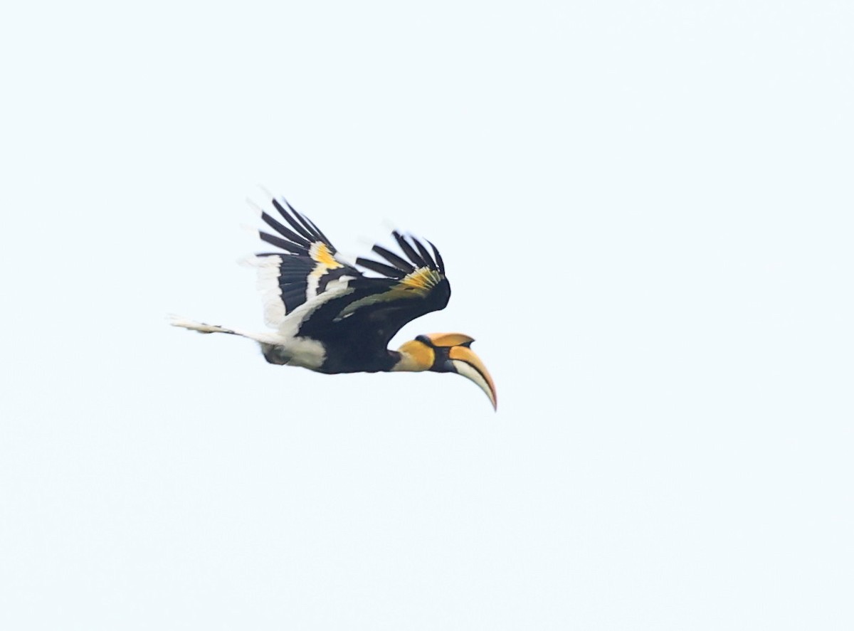 Great Hornbill - Vijaya Lakshmi