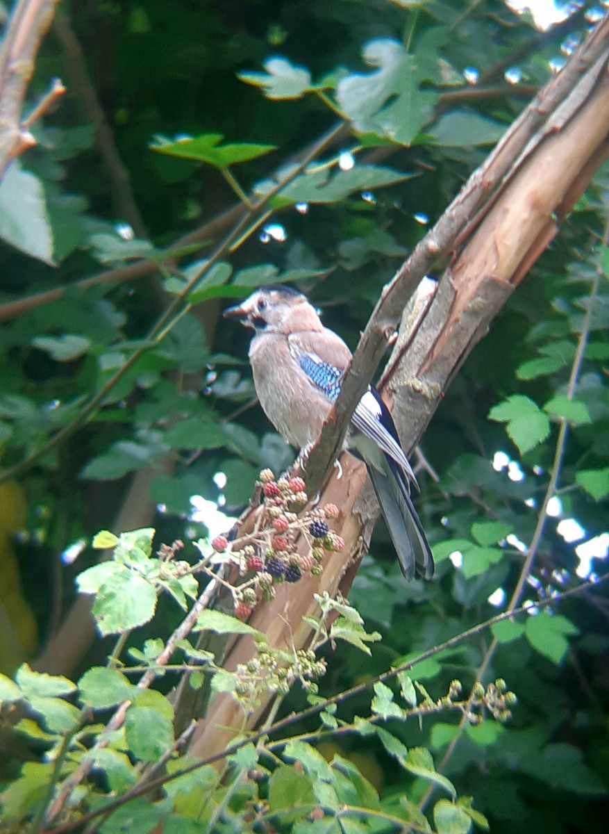 Eurasian Jay - ML597299681