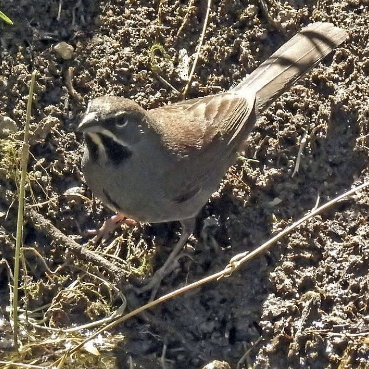 Five-striped Sparrow - David Bygott