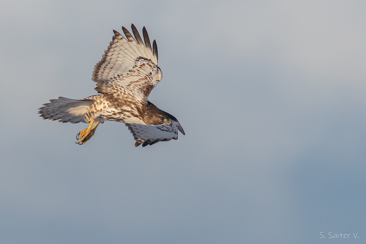 Rufous-tailed Hawk - ML597300211