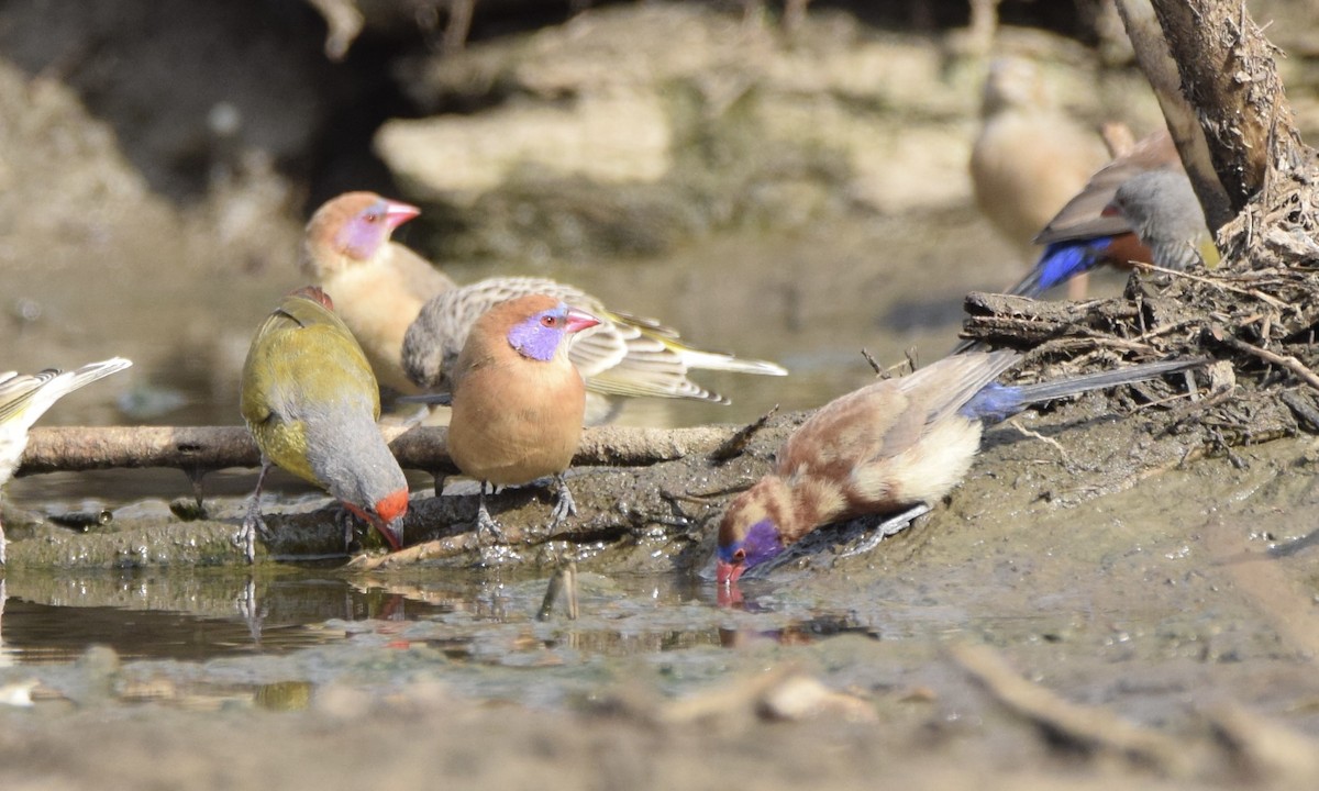 Violet-eared Waxbill - ML597300301