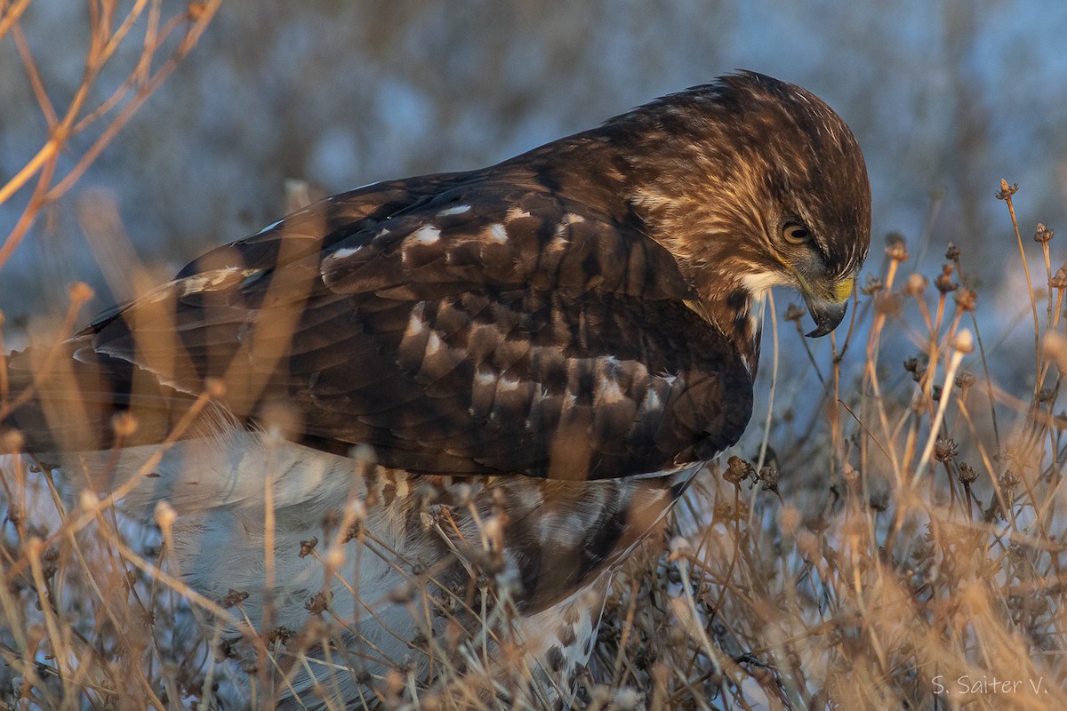 Rufous-tailed Hawk - ML597300311