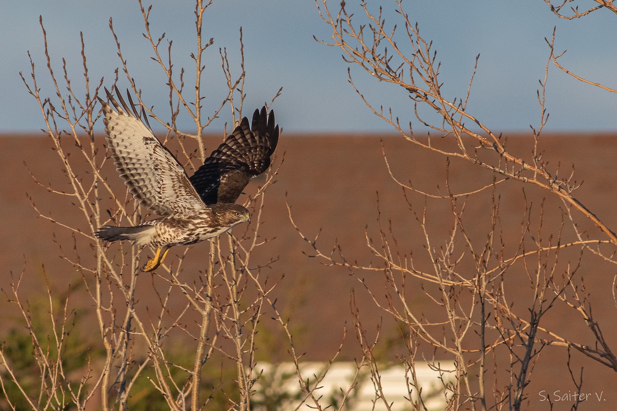 Rufous-tailed Hawk - ML597300321