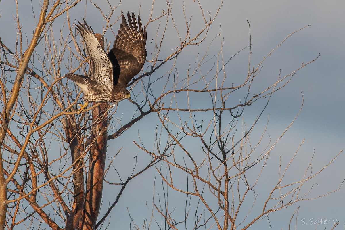 Rufous-tailed Hawk - ML597300331