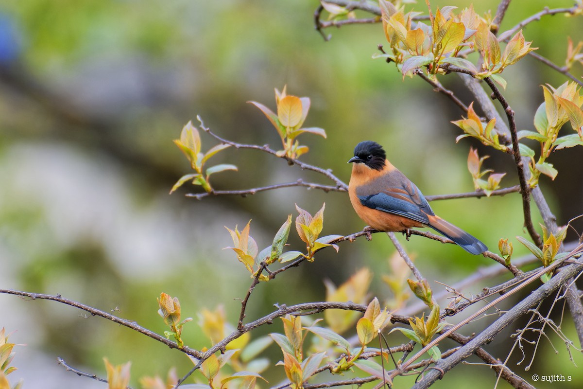 Rufous Sibia - ML597300601