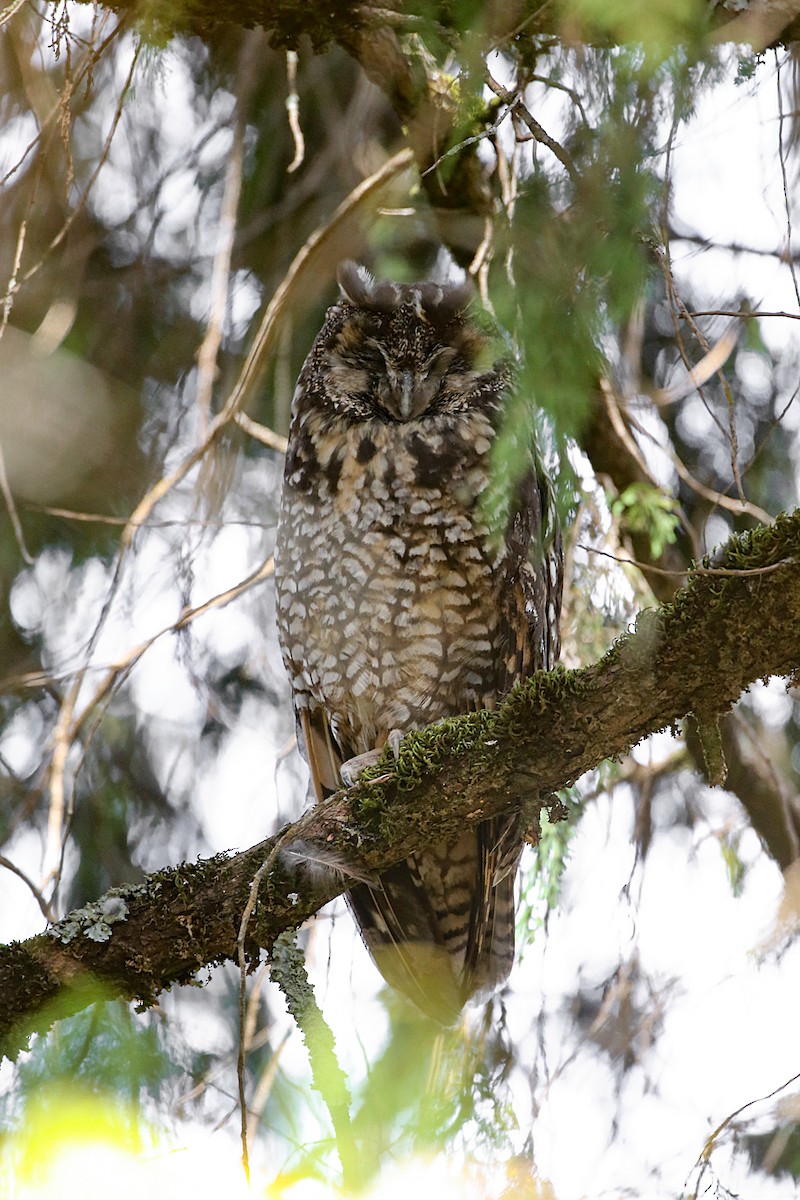 Abyssinian Owl - ML597301441