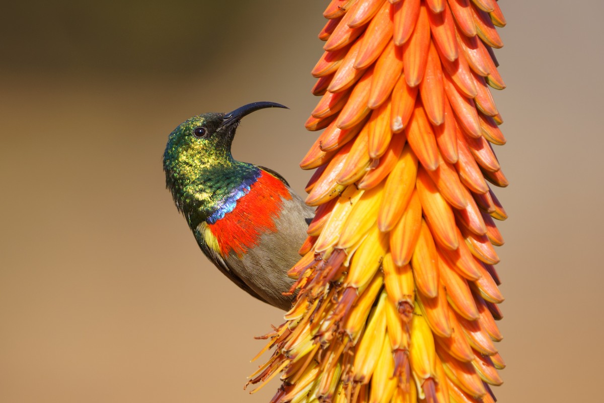 Eastern Miombo Sunbird - ML597302401