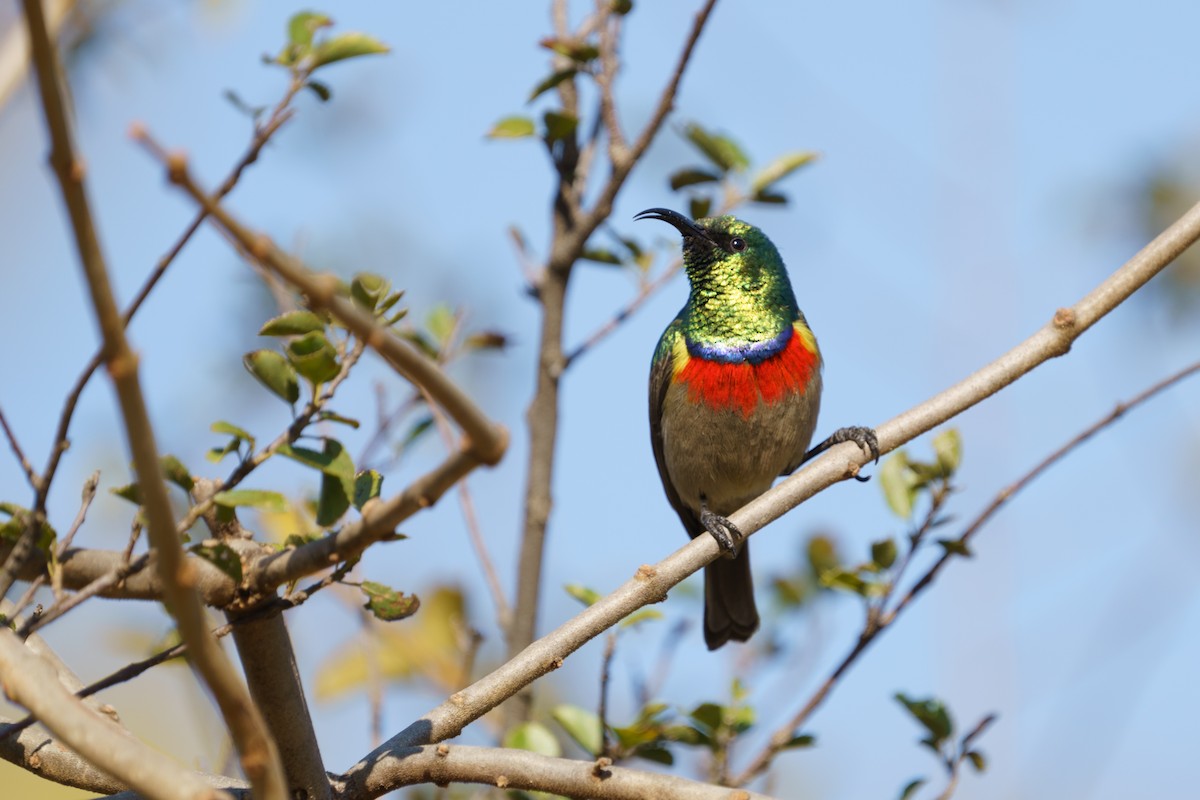 Eastern Miombo Sunbird - Reece Dodd