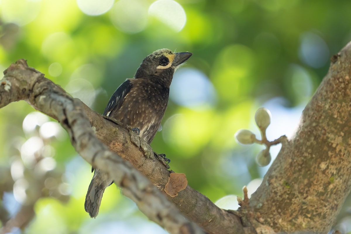 Whyte's Barbet - ML597302461