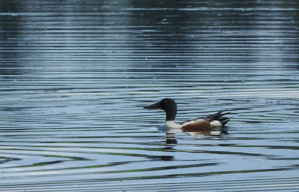 Northern Shoveler - Grant McKercher