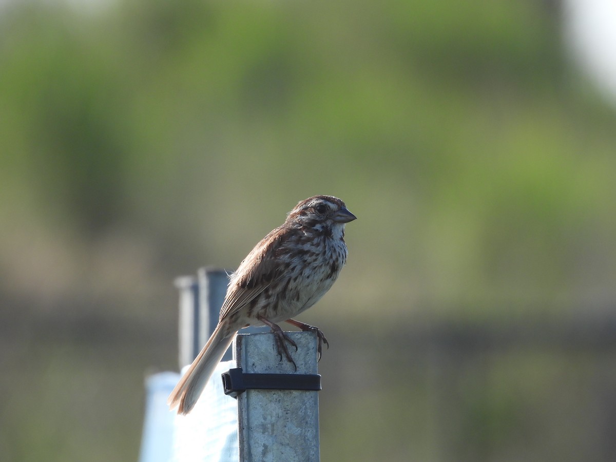 Song Sparrow - ML597304491