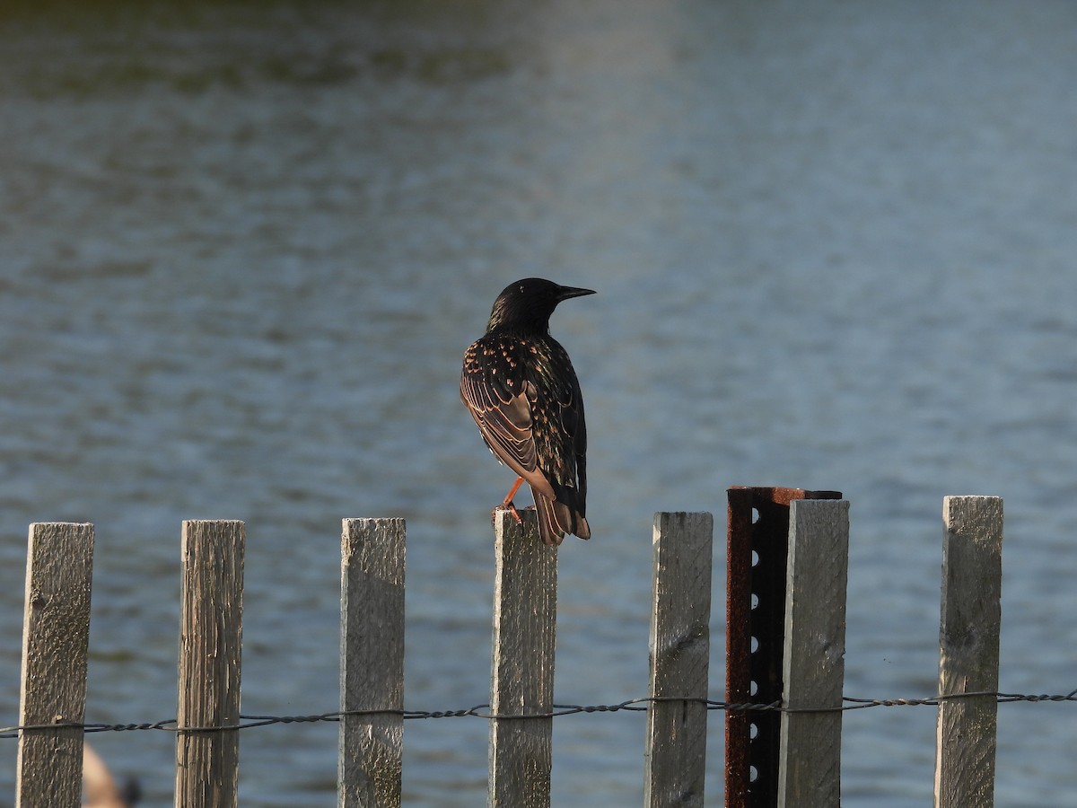 European Starling - ML597304761