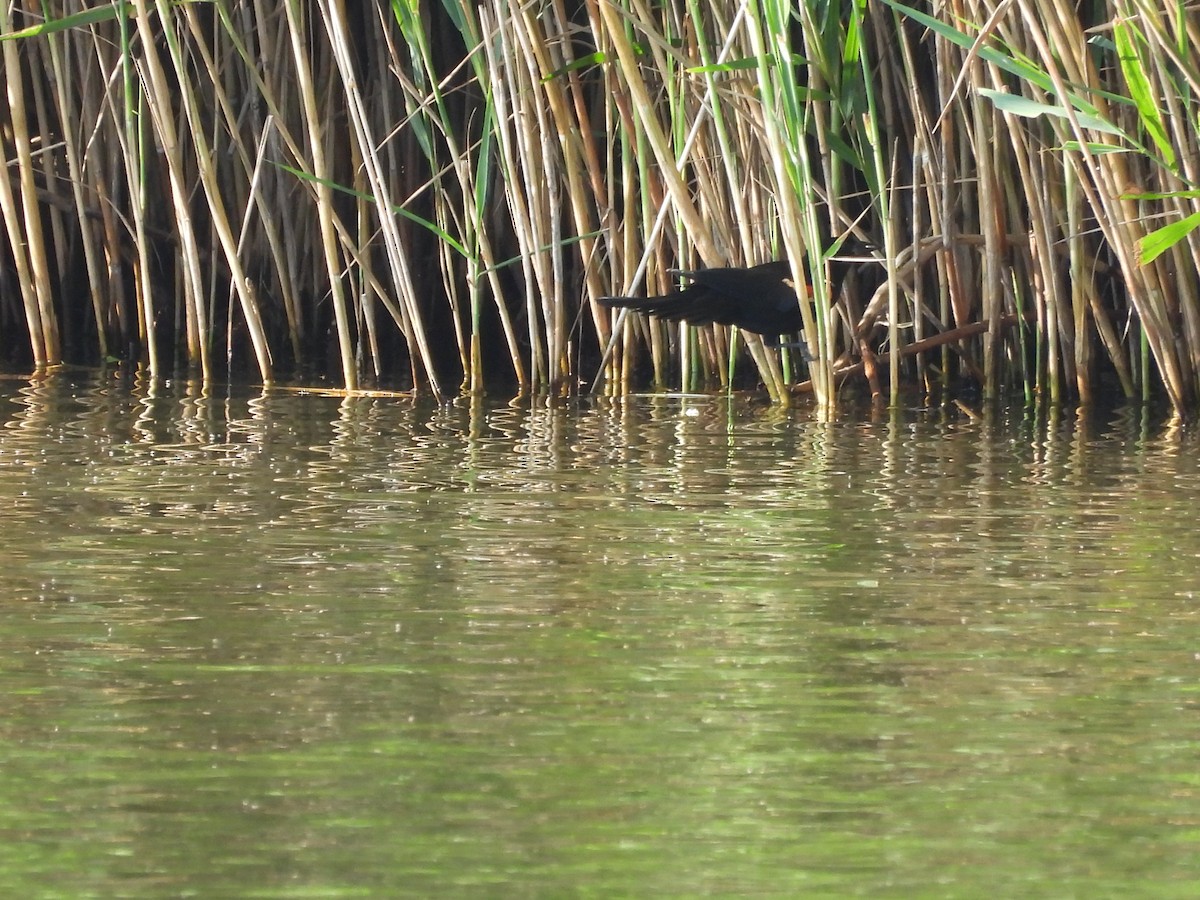 Red-winged Blackbird - ML597304921