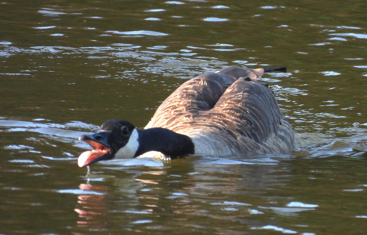 Canada Goose - ML597305401