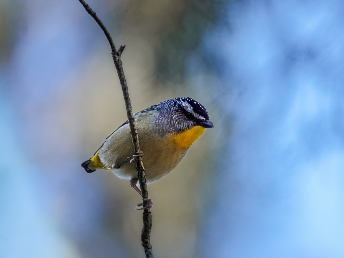 Pardalote pointillé - ML597305441