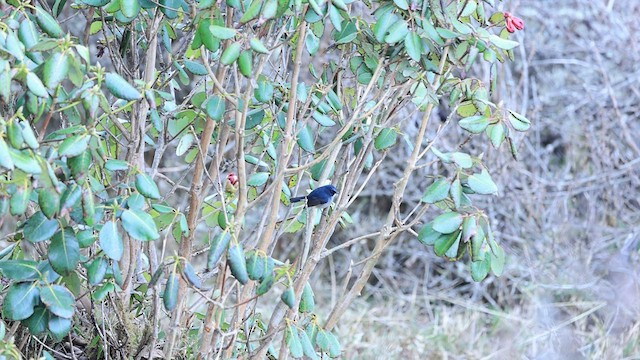Slaty-blue Flycatcher - ML597305481