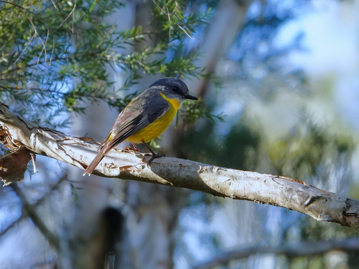 Eastern Yellow Robin - ML597305561