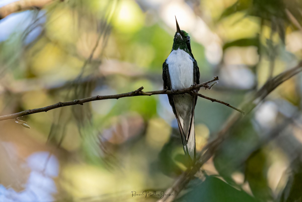 kolibřík černouchý - ML597305671