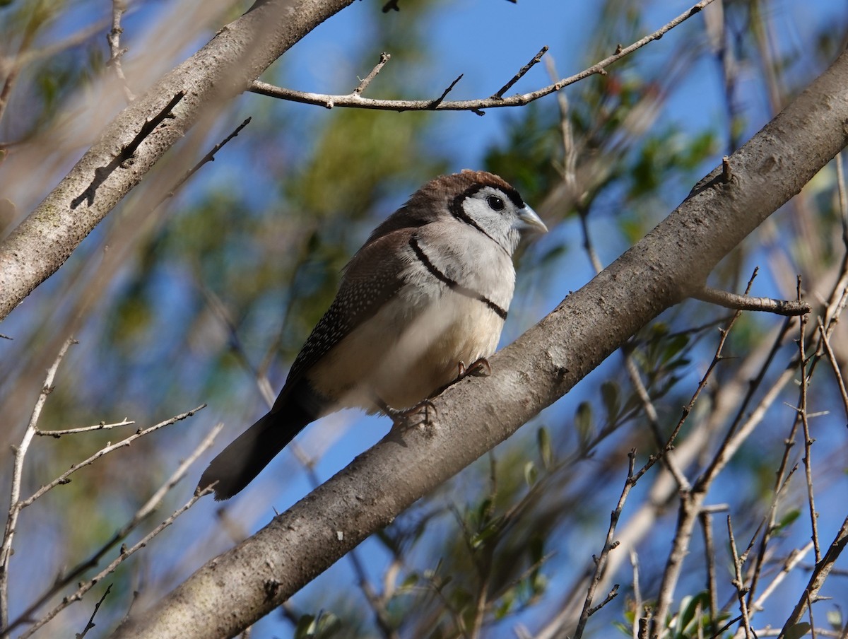 Double-barred Finch - ML597305701