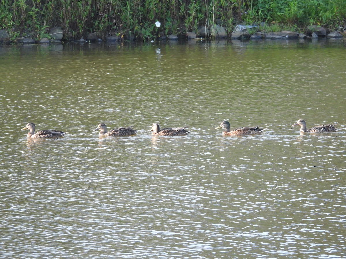 Canard colvert - ML597305831