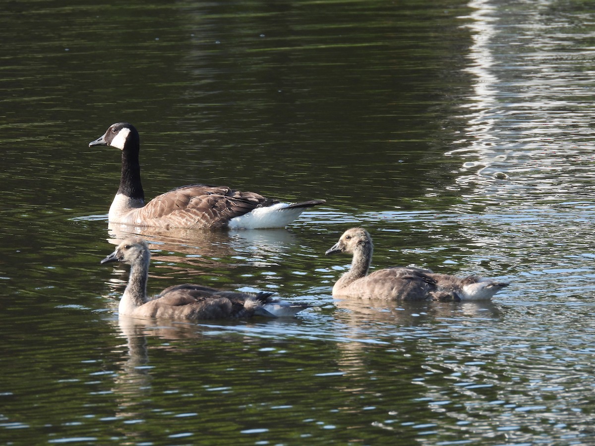 Canada Goose - ML597305921