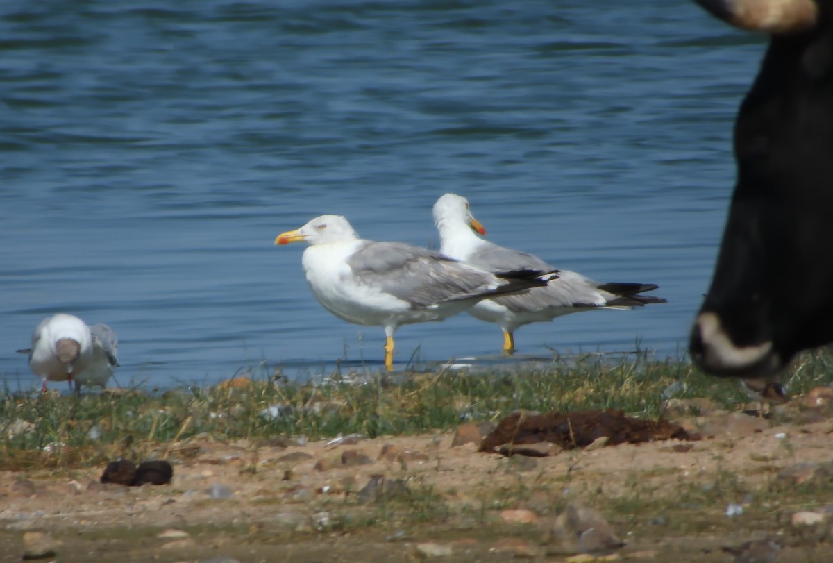 Yellow-legged Gull - Miguel Martín Jiménez
