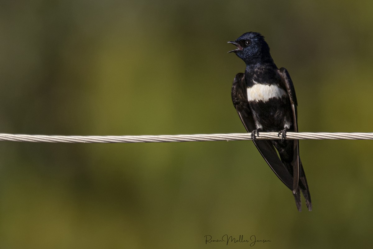 White-banded Swallow - ML597306131