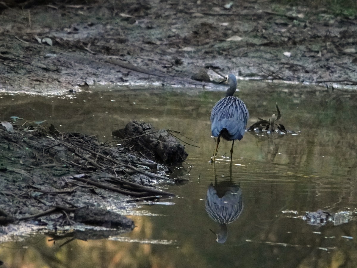 White-faced Heron - ML597306141