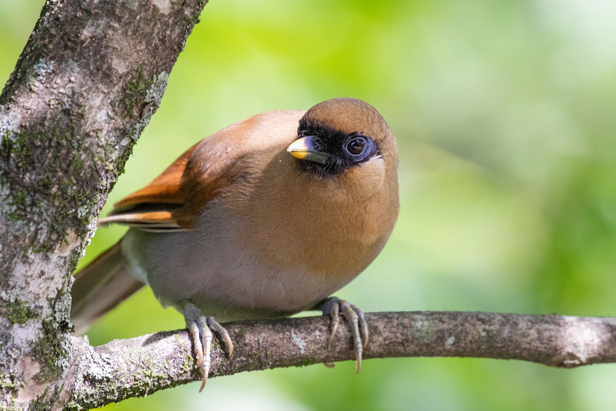 Buffy Laughingthrush - Xiaoni Xu