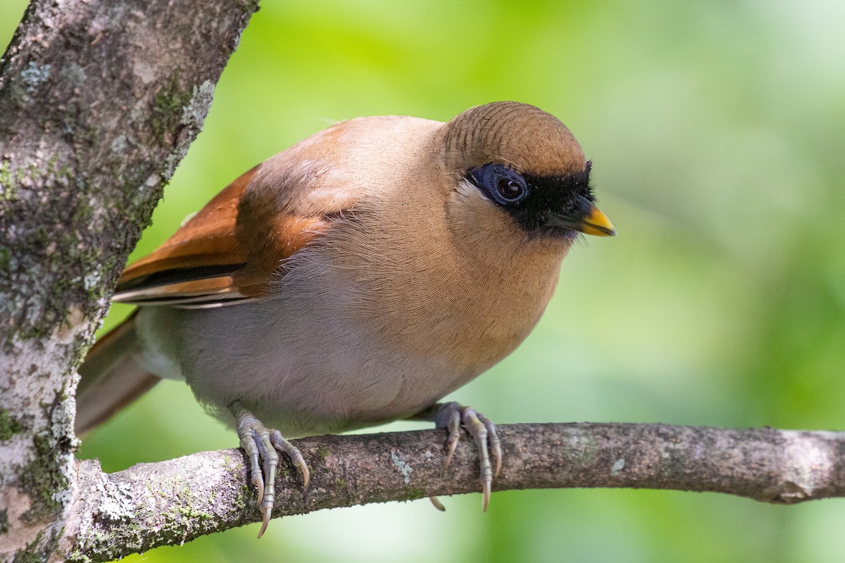 Buffy Laughingthrush - Xiaoni Xu