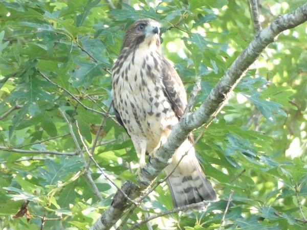 Broad-winged Hawk - MD Admin  (Tyler Bell)