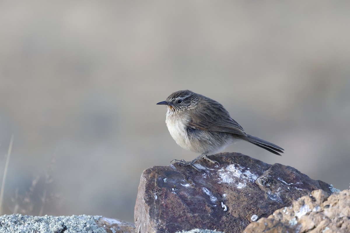 Streak-throated Canastero - ML597308161